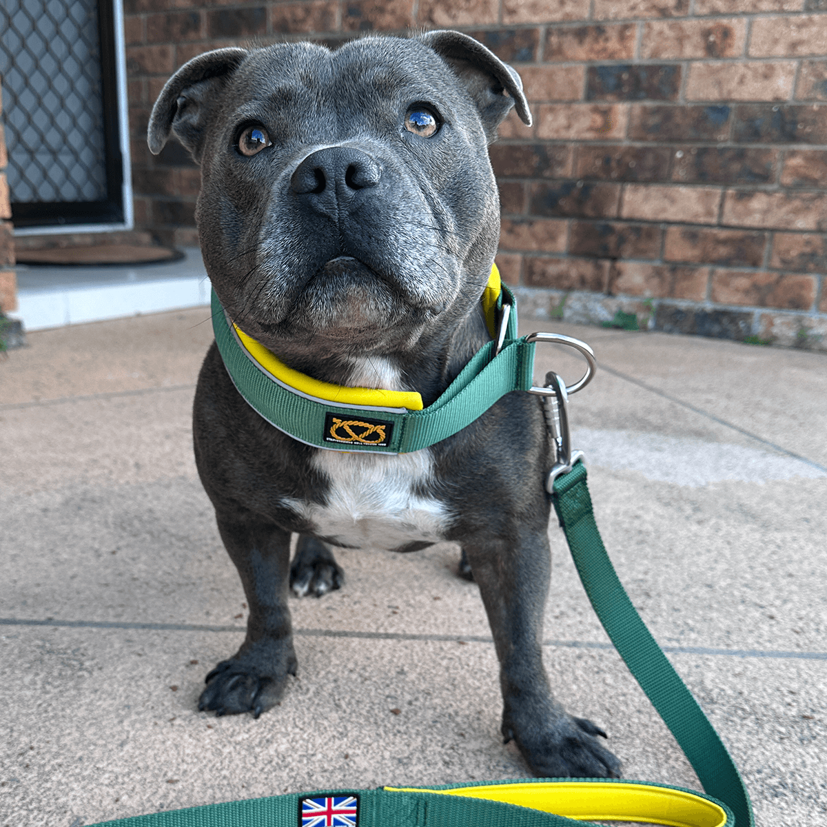 Martingale Half Choke Collar Staffordshire Bull Terrier 1935®