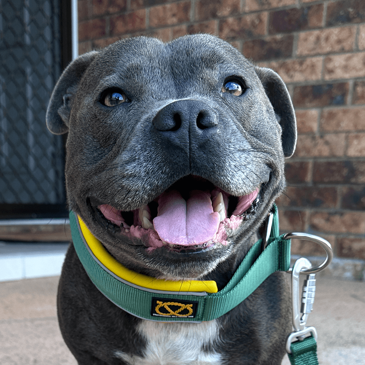 Martingale Half Choke Collar Staffordshire Bull Terrier 1935®