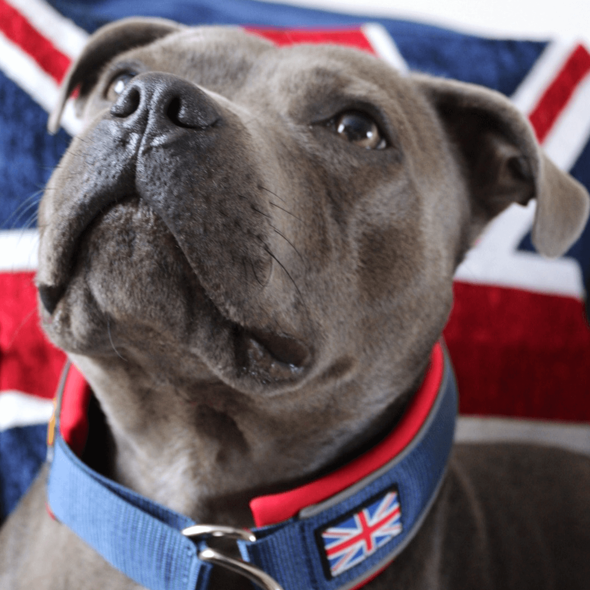 Martingale Collar Half choke Collar Staffordshire Bull Terrier 1935®