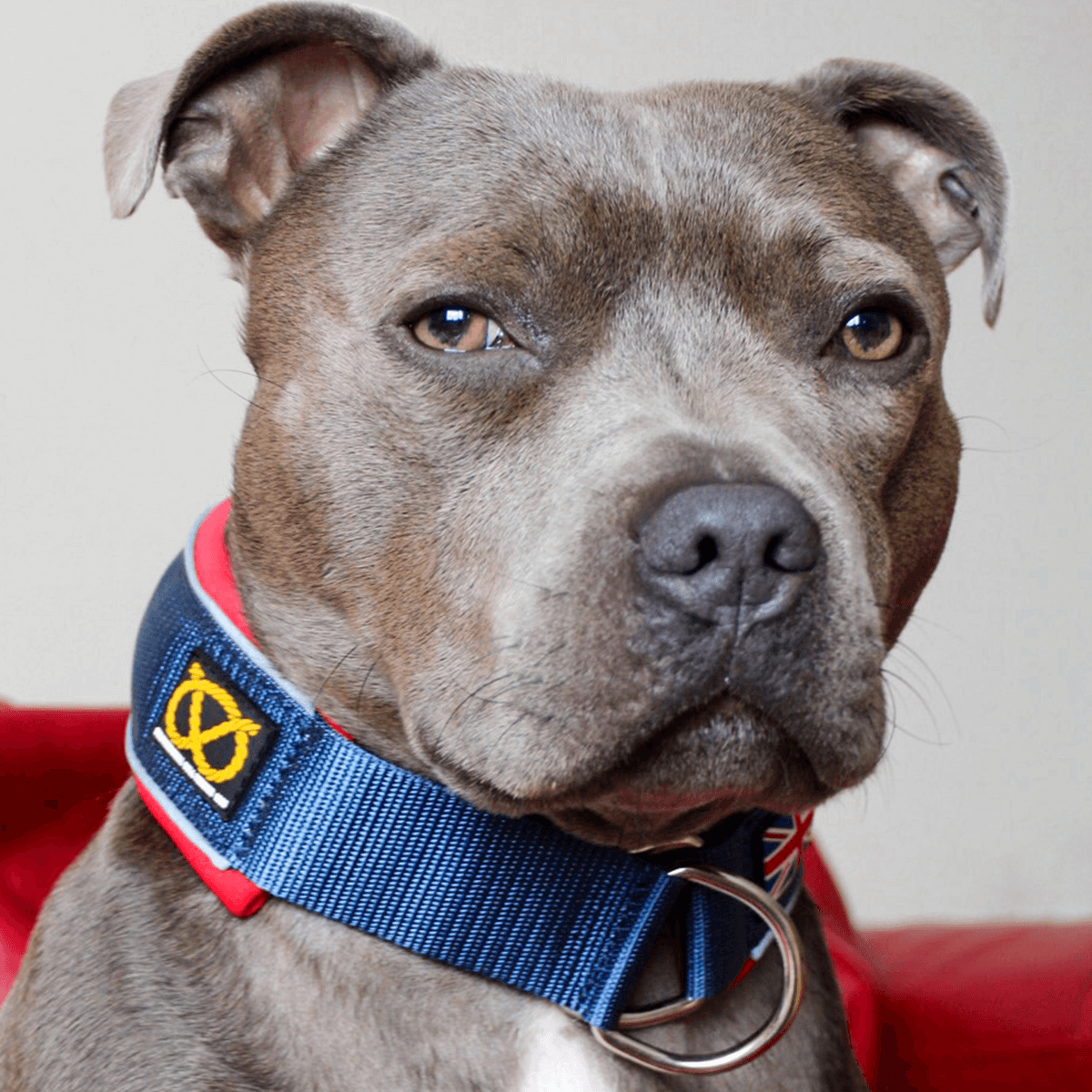 Martingale Collar Half choke Collar Staffordshire Bull Terrier 1935®