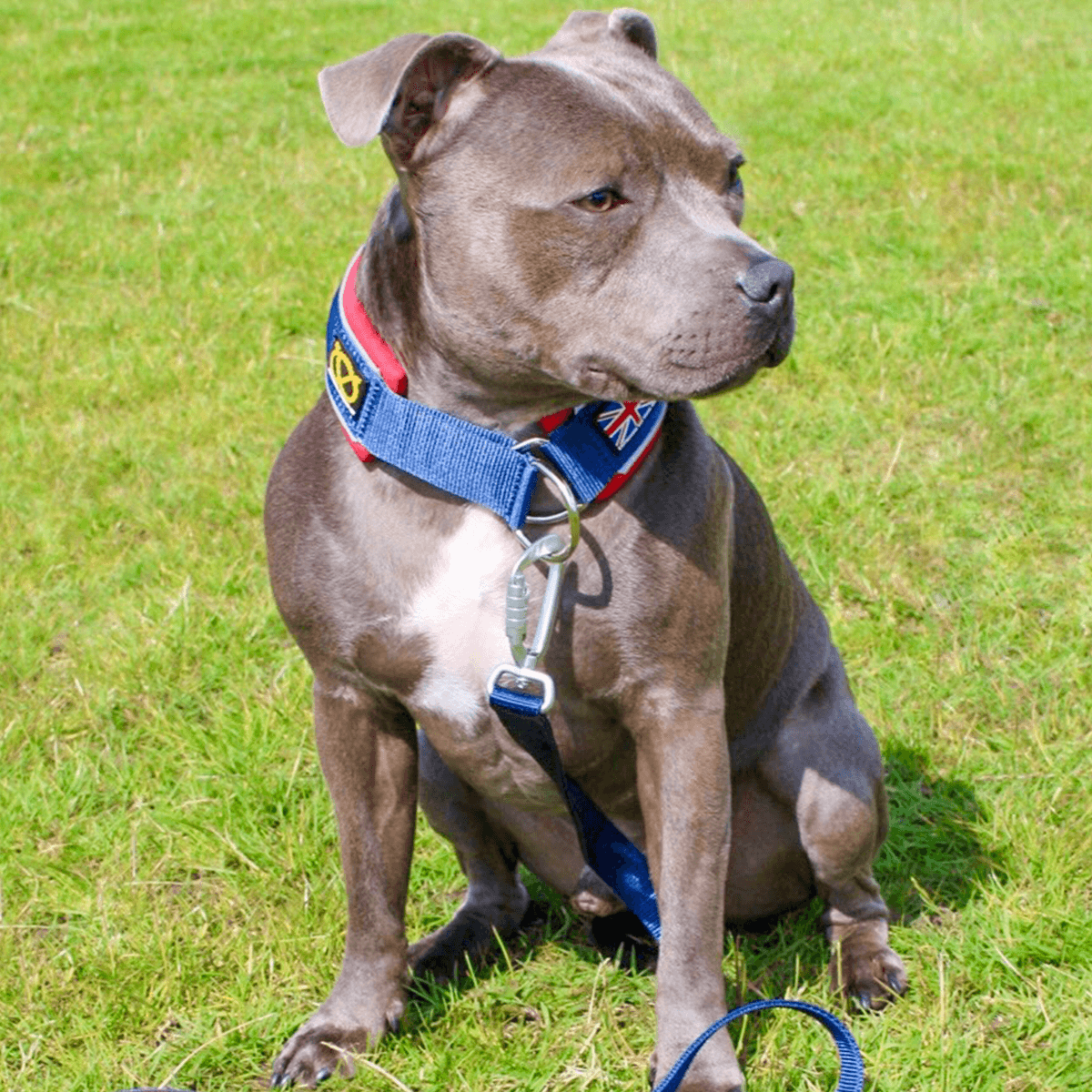 Martingale Collar Half choke Collar Staffordshire Bull Terrier 1935®