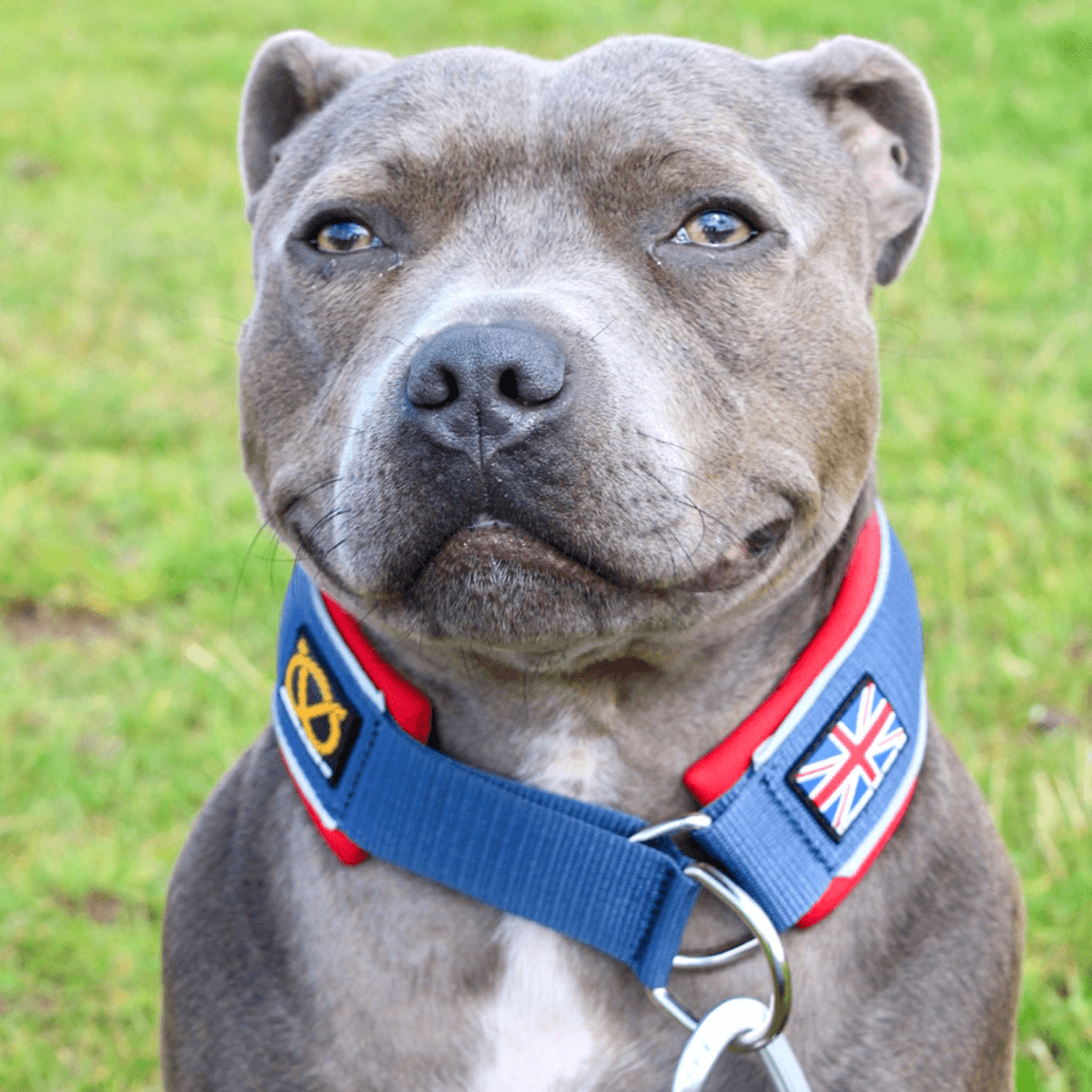 Martingale Collar Half choke Collar Staffordshire Bull Terrier 1935®