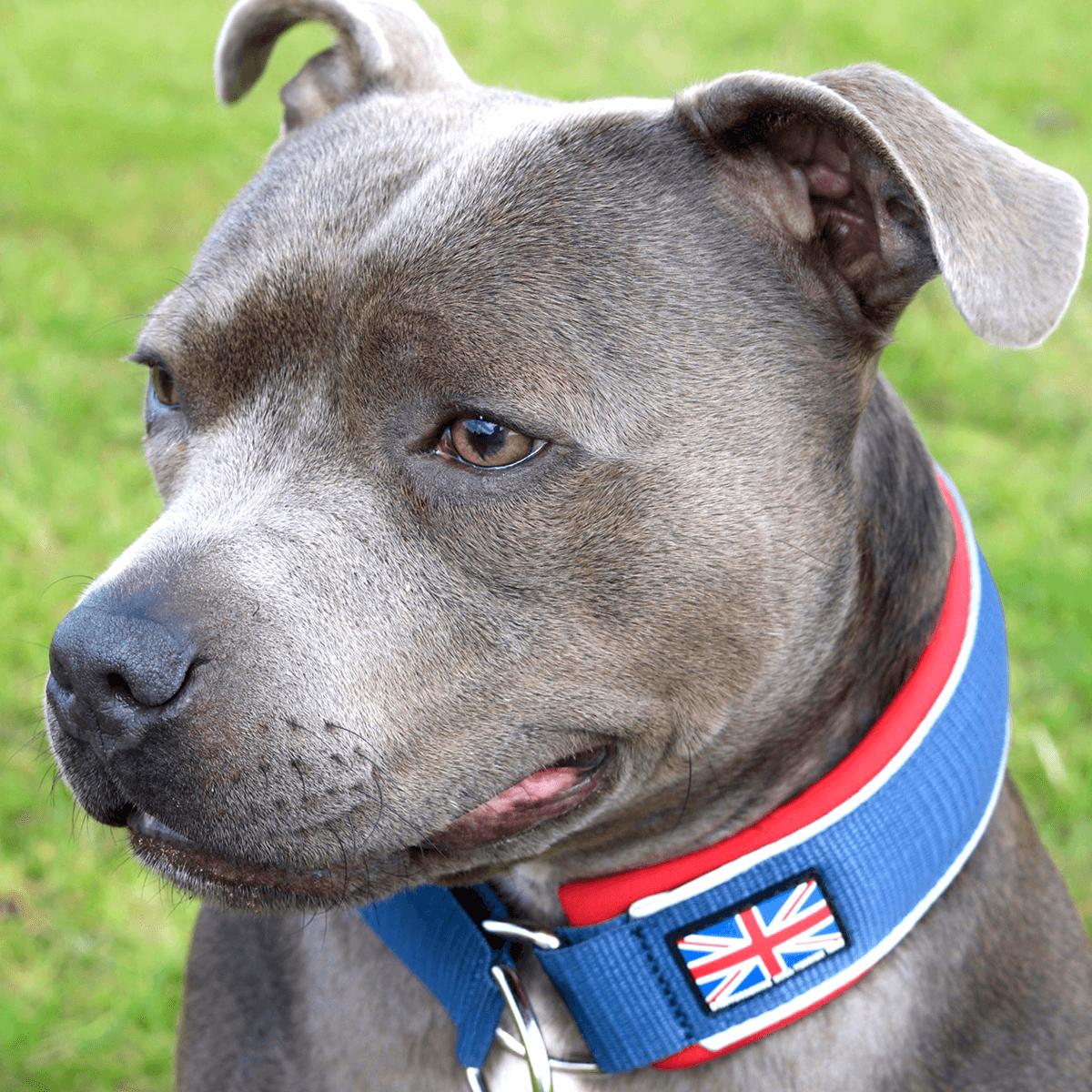 Martingale Collar Half choke Collar Staffordshire Bull Terrier 1935®