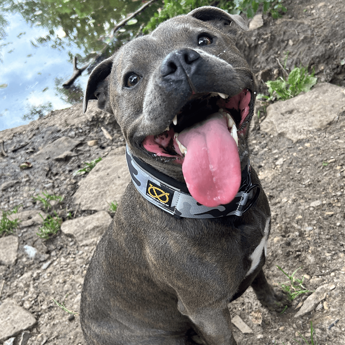 Martingale Half Choke Collar Staffordshire Bull Terrier 1935®