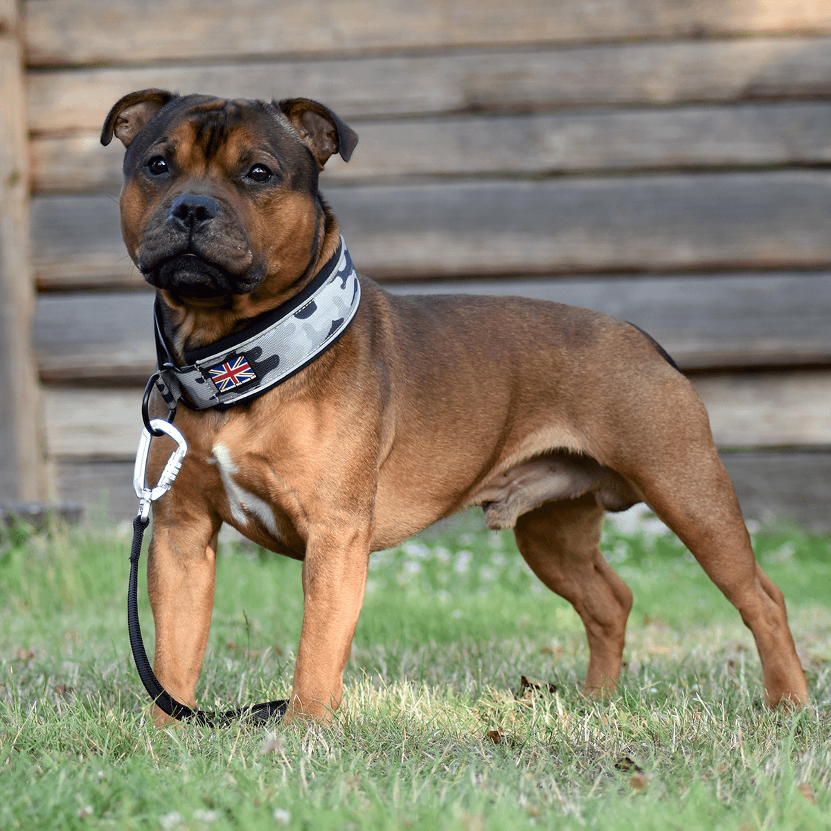 Martingale Half Choke Collar Staffordshire Bull Terrier 1935®