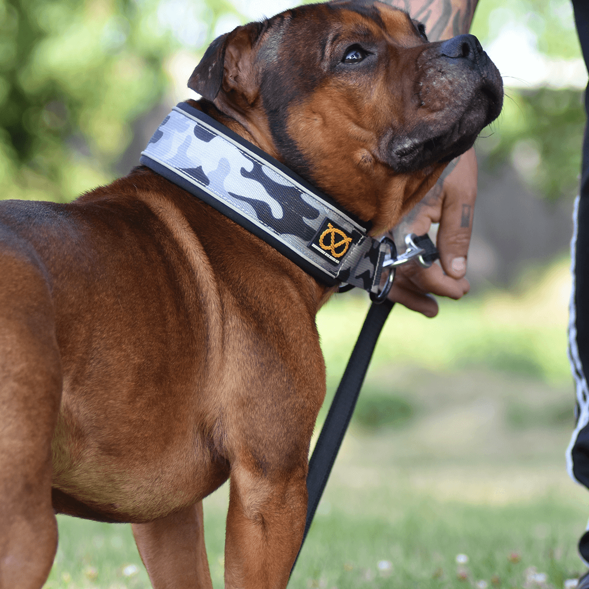 Martingale Half Choke Collar Staffordshire Bull Terrier 1935®