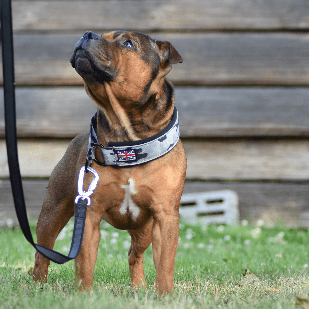 Martingale Half Choke Collar Staffordshire Bull Terrier 1935®