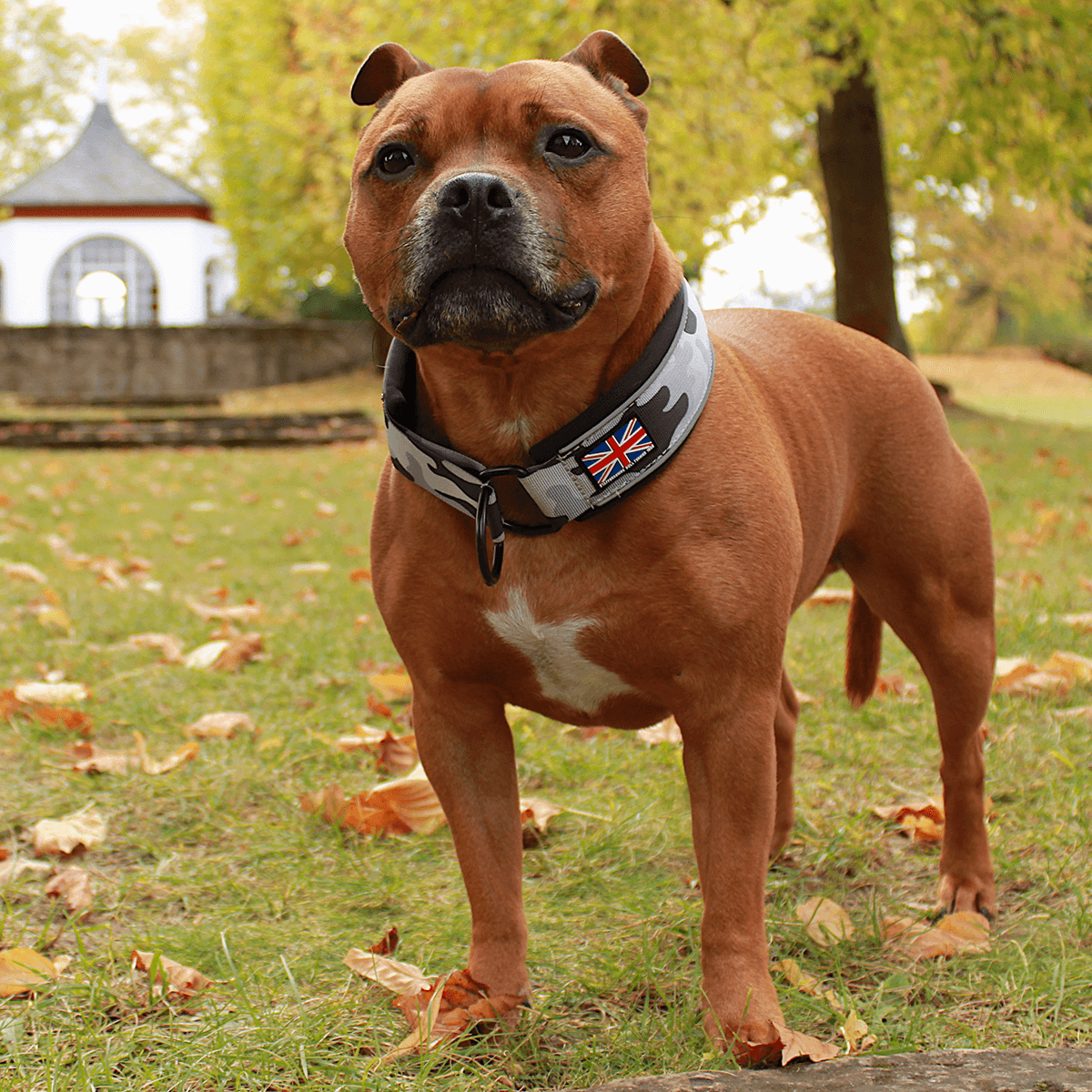 Martingale Half Choke Collar Staffordshire Bull Terrier 1935®