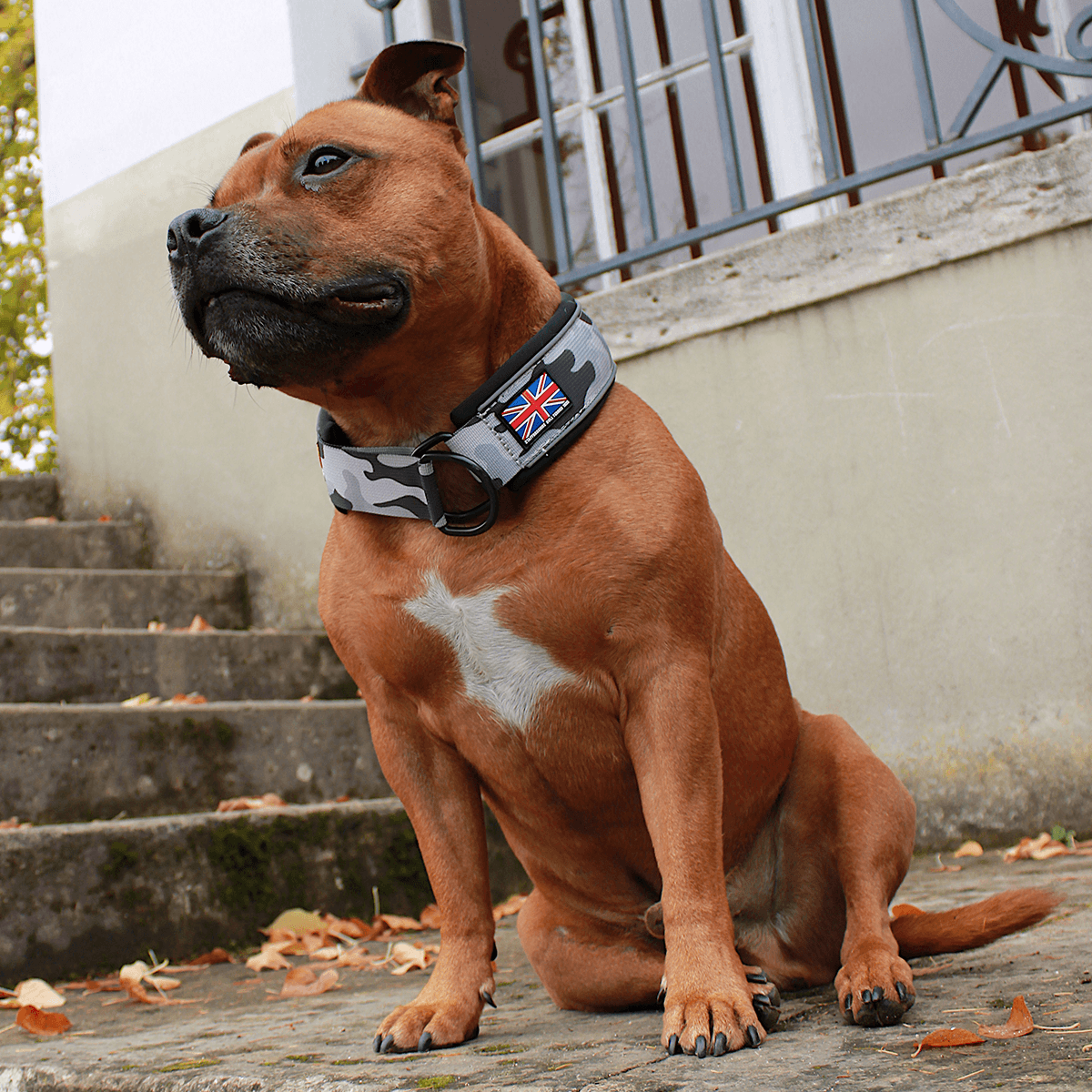 Martingale Half Choke Collar Staffordshire Bull Terrier 1935®