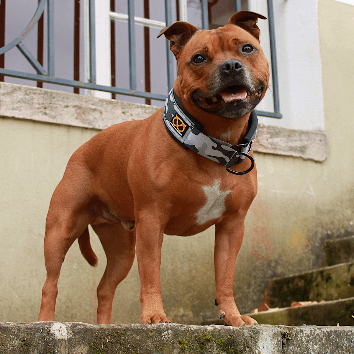 Martingale Half Choke Collar Staffordshire Bull Terrier 1935®