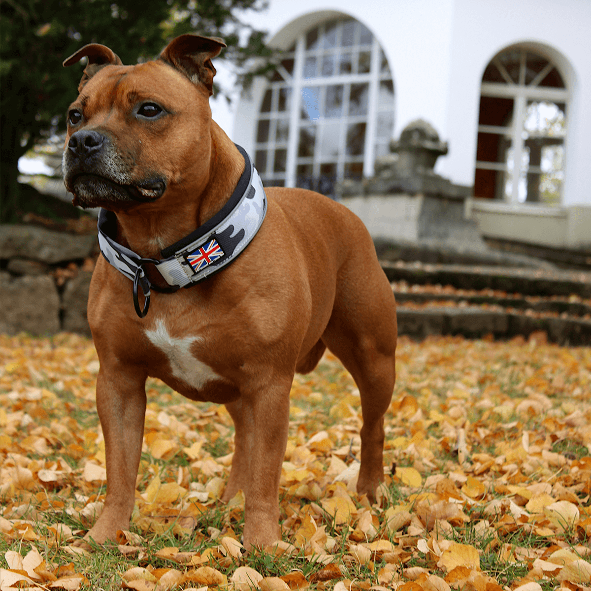 Martingale Half Choke Collar Staffordshire Bull Terrier 1935®