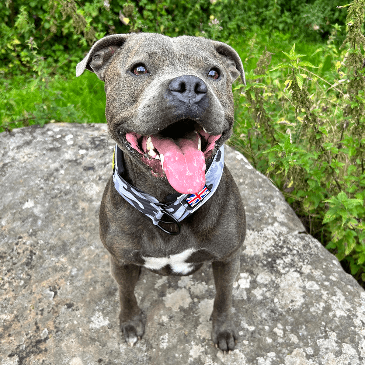 Martingale Half Choke Collar Staffordshire Bull Terrier 1935®