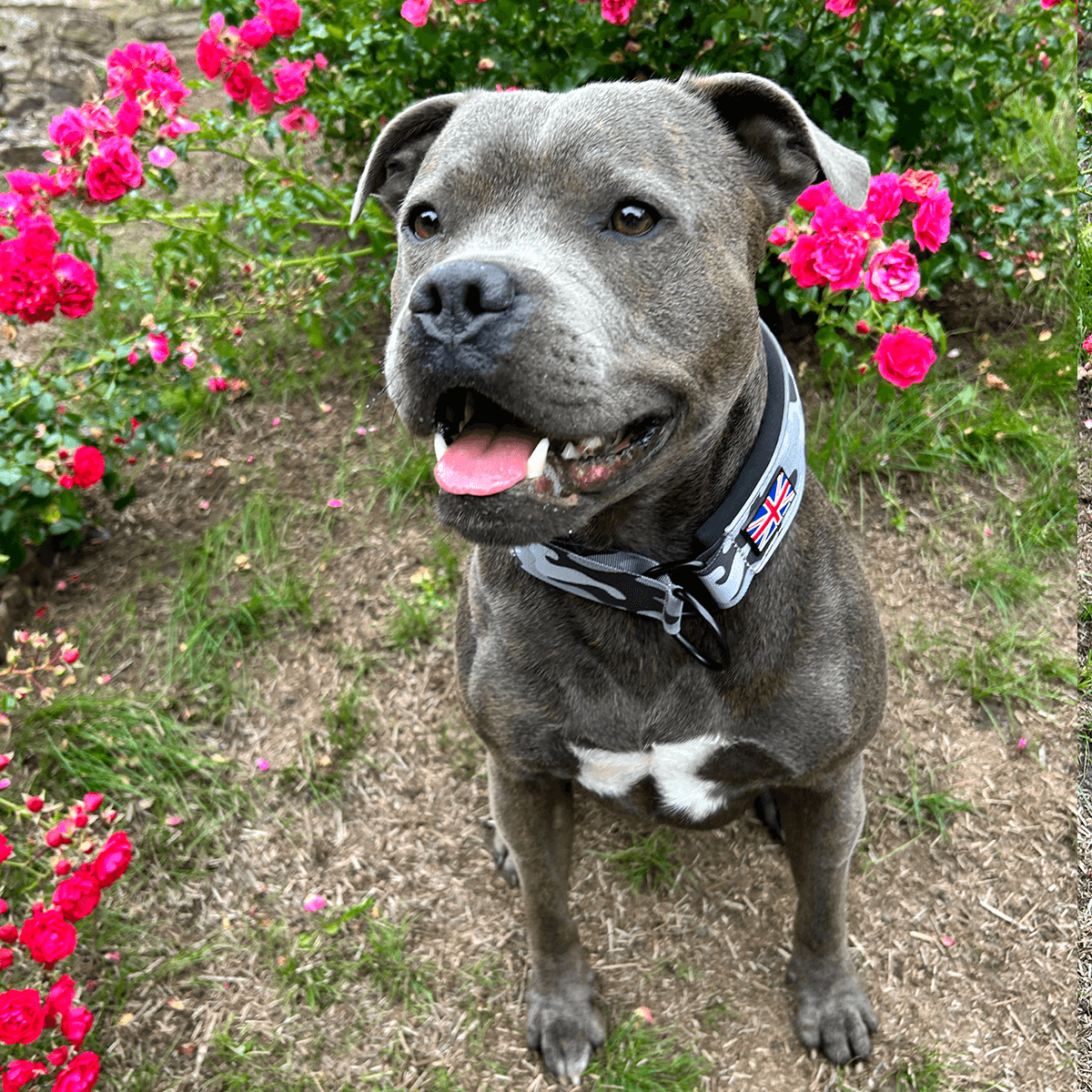 Martingale Half Choke Collar Staffordshire Bull Terrier 1935®