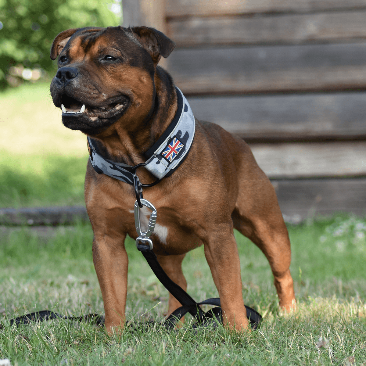 Martingale Half Choke Collar Staffordshire Bull Terrier 1935®