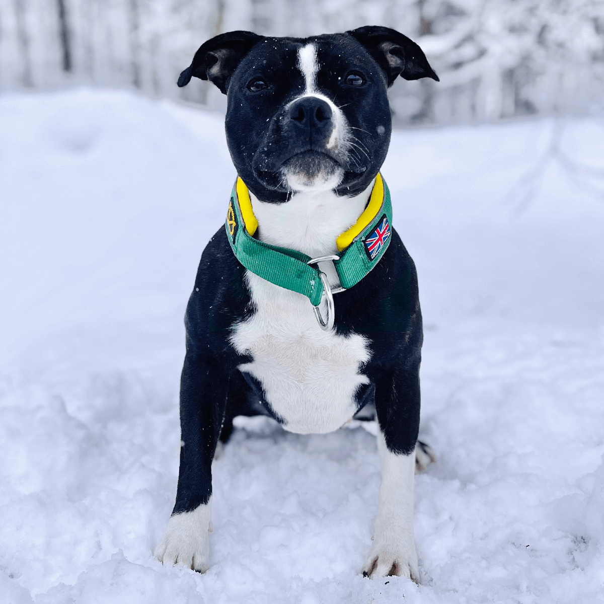 Martingale Half Choke Collar Staffordshire Bull Terrier 1935®