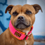 Staffordshire Bull Terrier 1935® Martingale Collar - Vibrant Neon Pink & Neon Orange