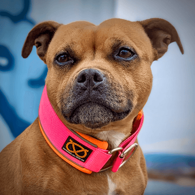 Staffordshire Bull Terrier 1935® Martingale Halsband - Neonrosa & Neonorange