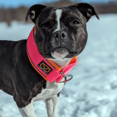 Staffordshire Bull Terrier 1935® Martingale Halsband - Neonrosa & Neonorange