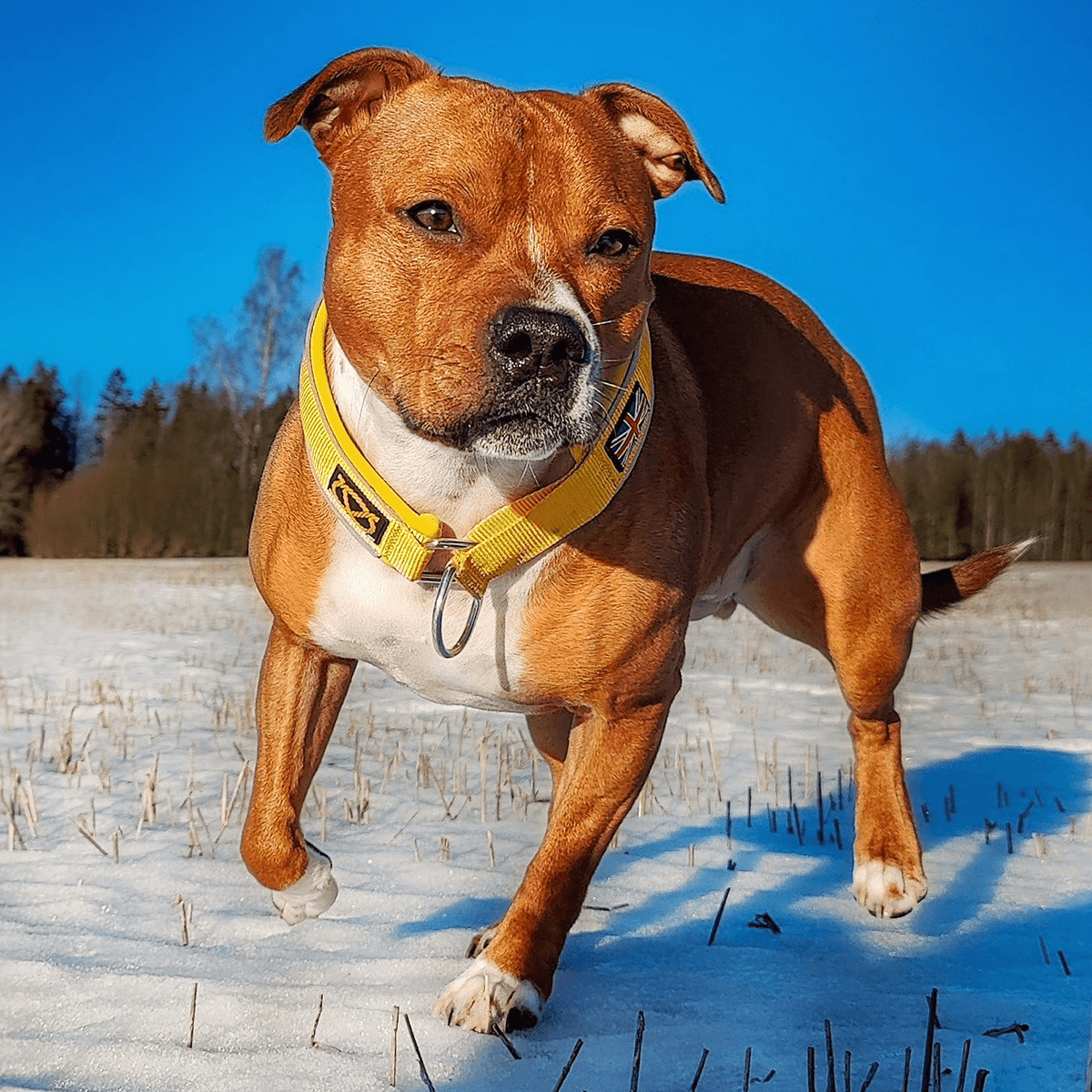 Martingale Half Choke Collar Staffordshire Bull Terrier 1935®