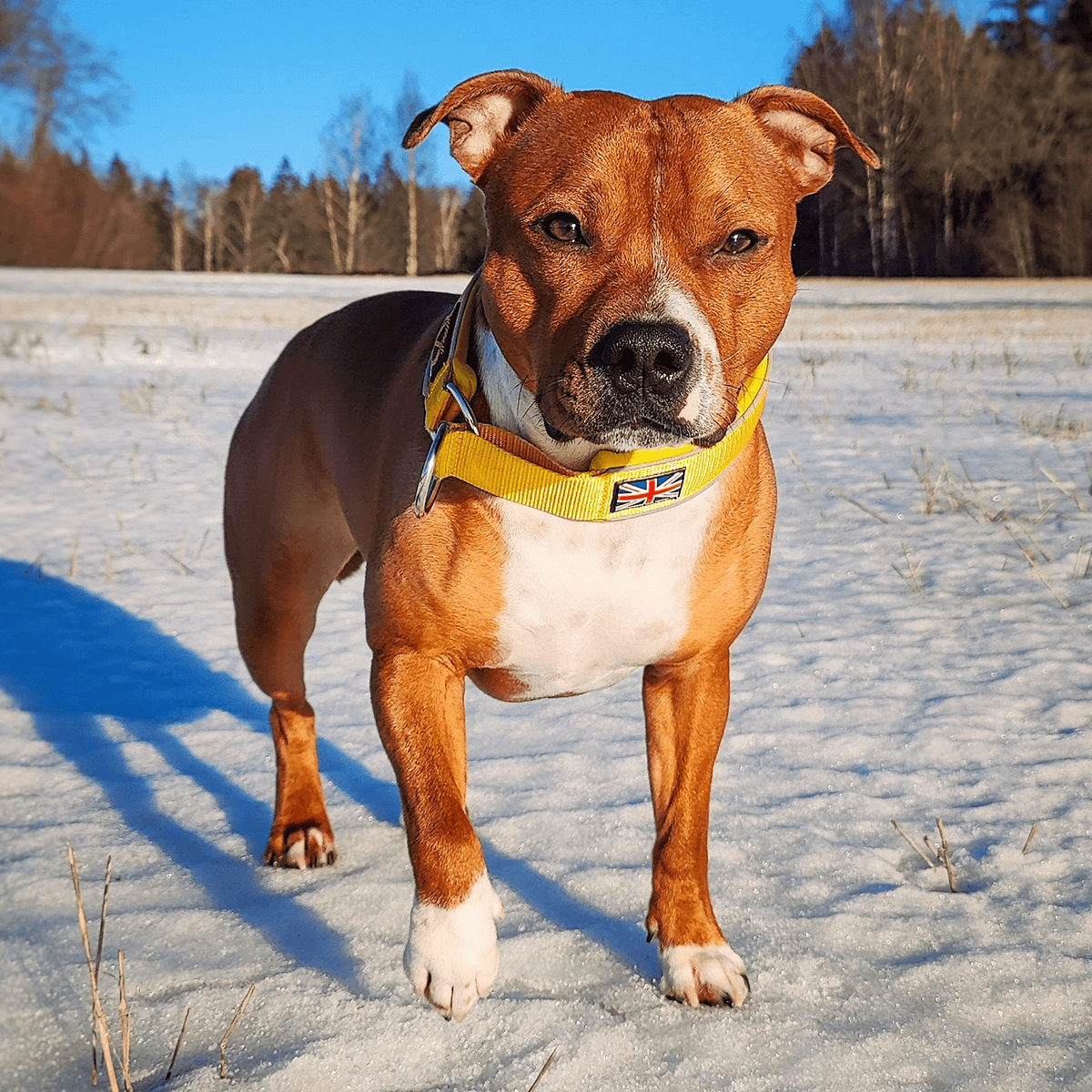 Martingale Half Choke Collar Staffordshire Bull Terrier 1935®