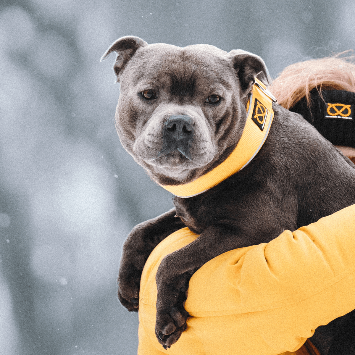 Martingale Half Choke Collar Staffordshire Bull Terrier 1935®