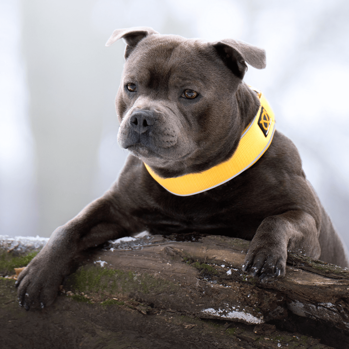 Martingale Half Choke Collar Staffordshire Bull Terrier 1935®