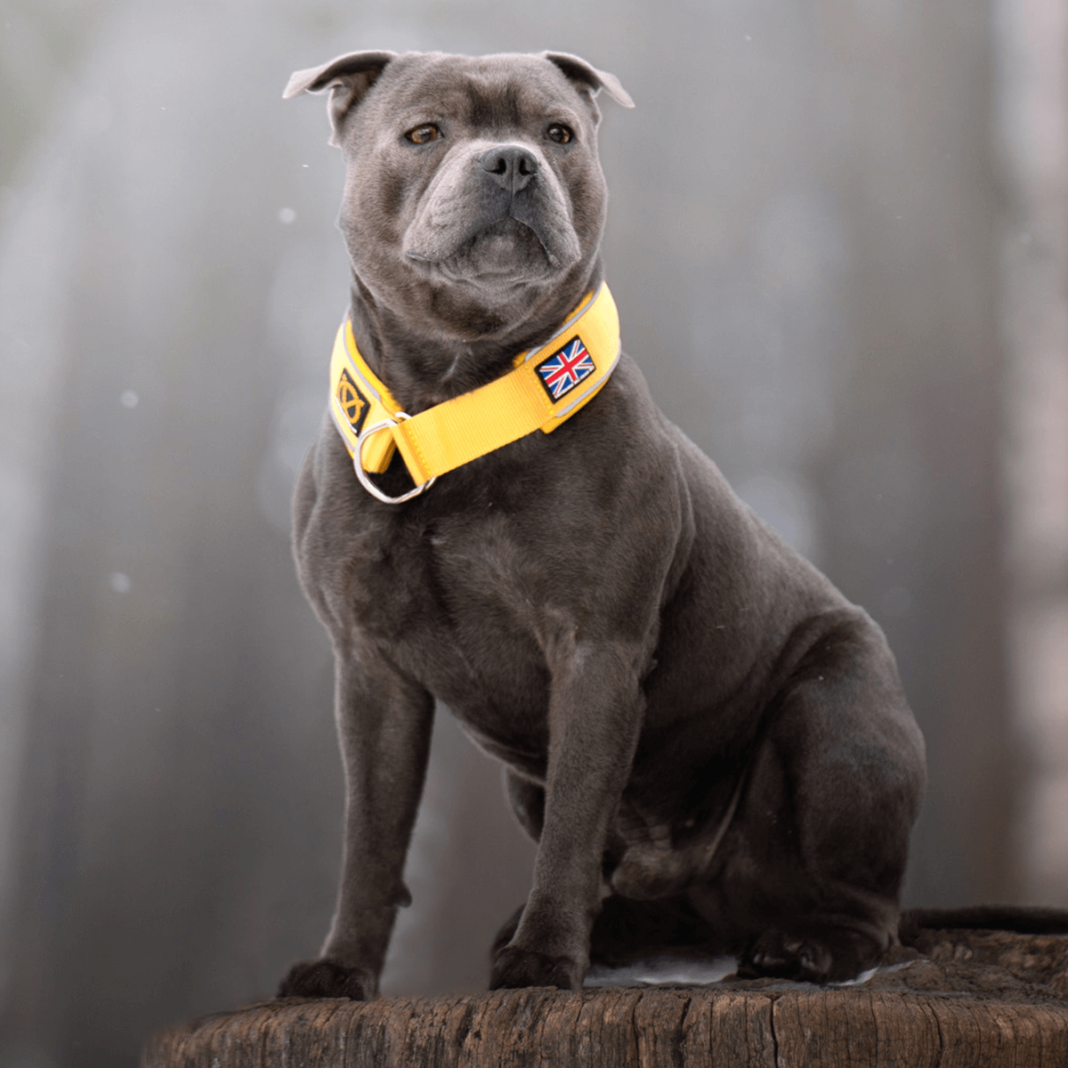 Martingale Half Choke Collar Staffordshire Bull Terrier 1935®