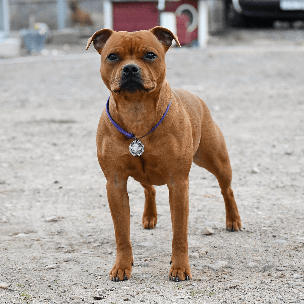 Staffy Nametag with Paracord String - Antique - Staffordshire Bull Terrier 1935®