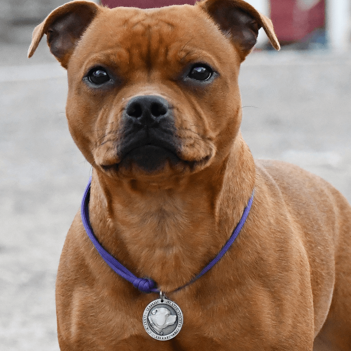 Staffy Nametag with Paracord String - Antique - Staffordshire Bull Terrier 1935®