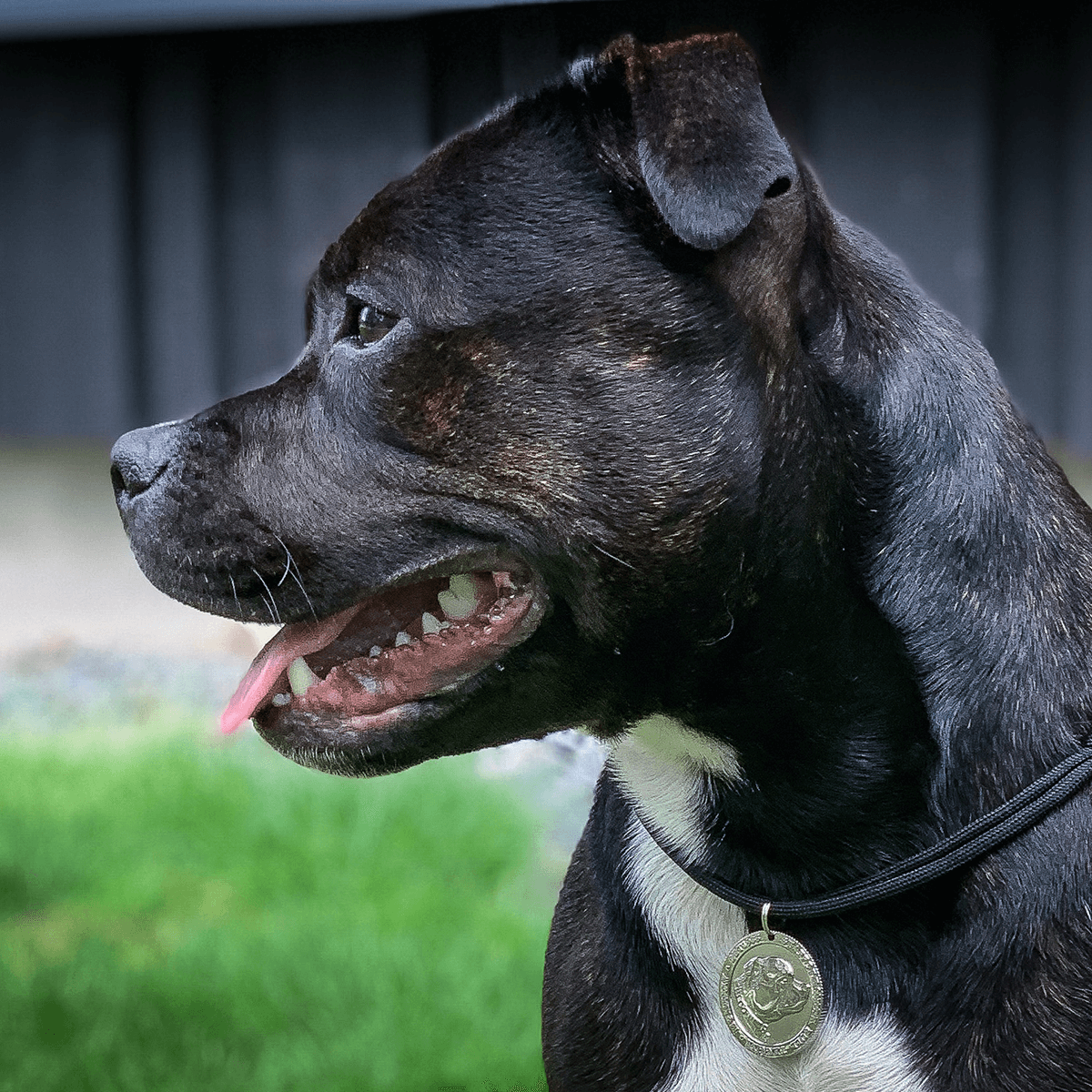 Staffy Nametag with Paracord String - Staffordshire Bull Terrier 1935®