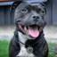 Staffy Nametag with Paracord String - Staffordshire Bull Terrier 1935®