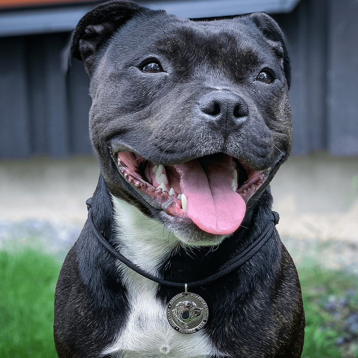 Staffy Nametag with Paracord String - Staffordshire Bull Terrier 1935®