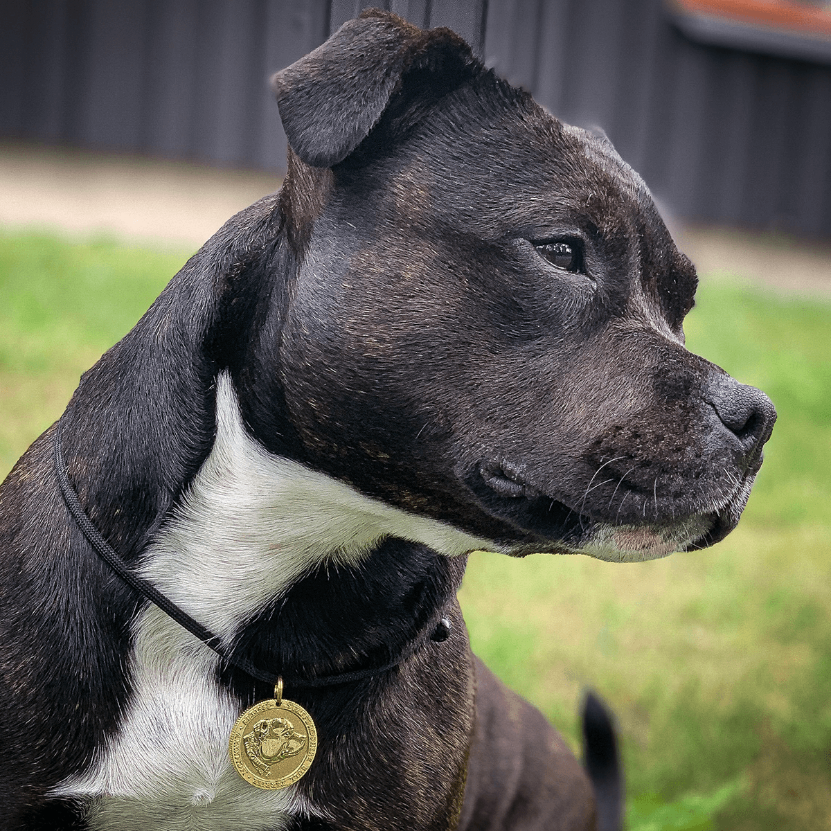 Staffy Nametag with Paracord String - Staffordshire Bull Terrier 1935®