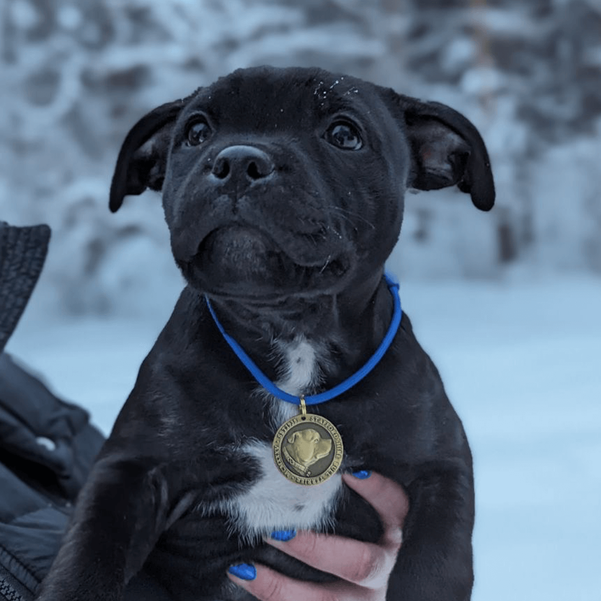 Staffordshire Bull Terrier 1935® Médaille avec Corde Chiot - Laiton ou Argent Ancien