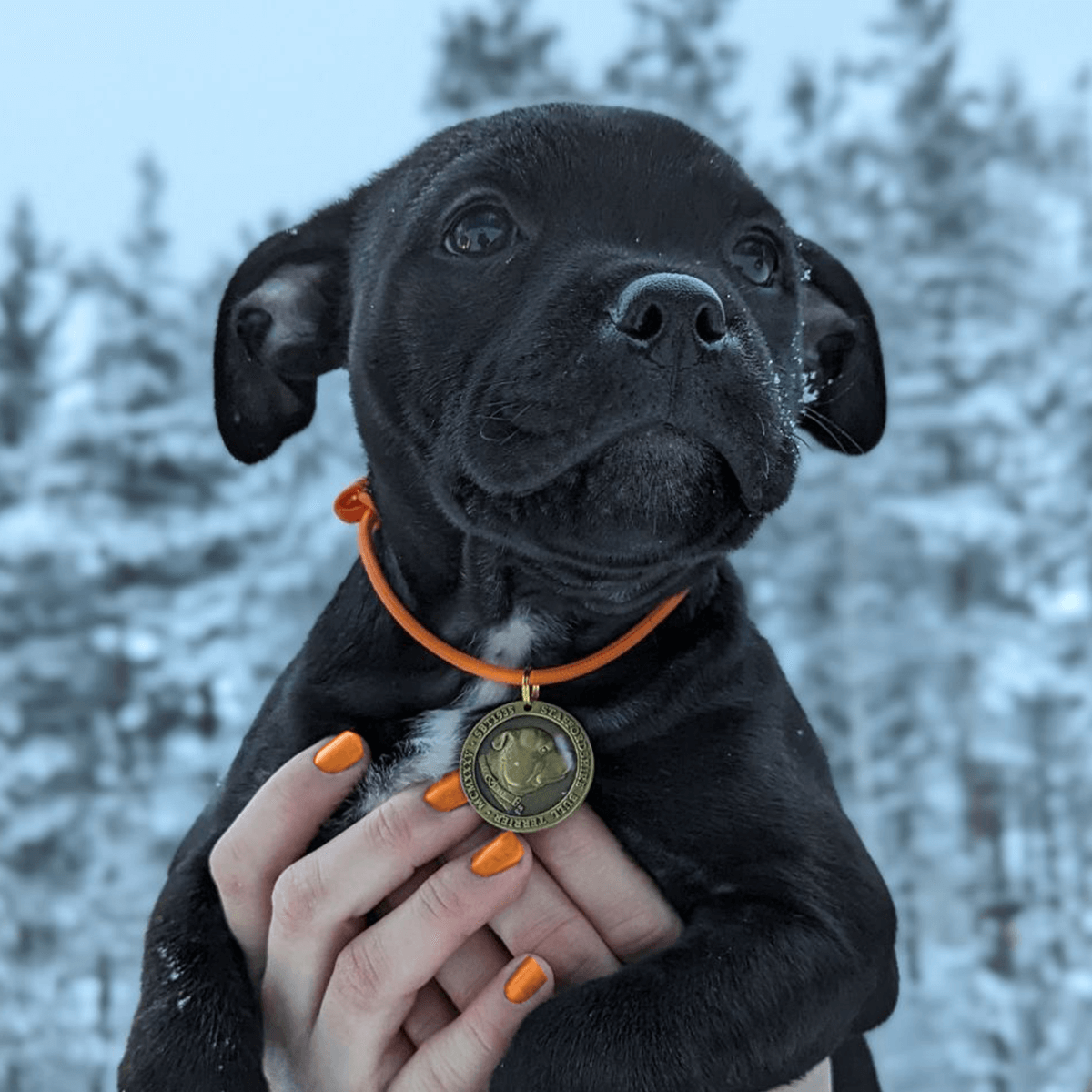 Staffordshire Bull Terrier 1935® Médaille avec Corde Chiot - Laiton ou Argent Ancien