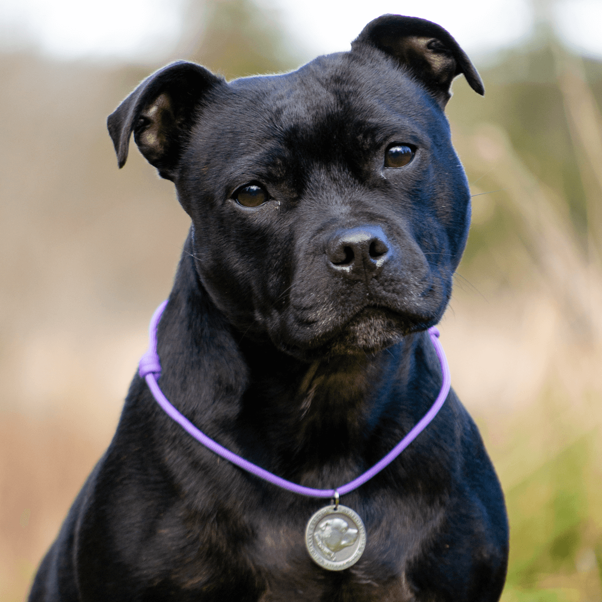 Staffordshire Bull Terrier 1935® Médaille avec Corde - Laiton ou Argent Ancien