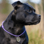 Staffordshire Bull Terrier 1935® Namnbricka med Paracord - Antik