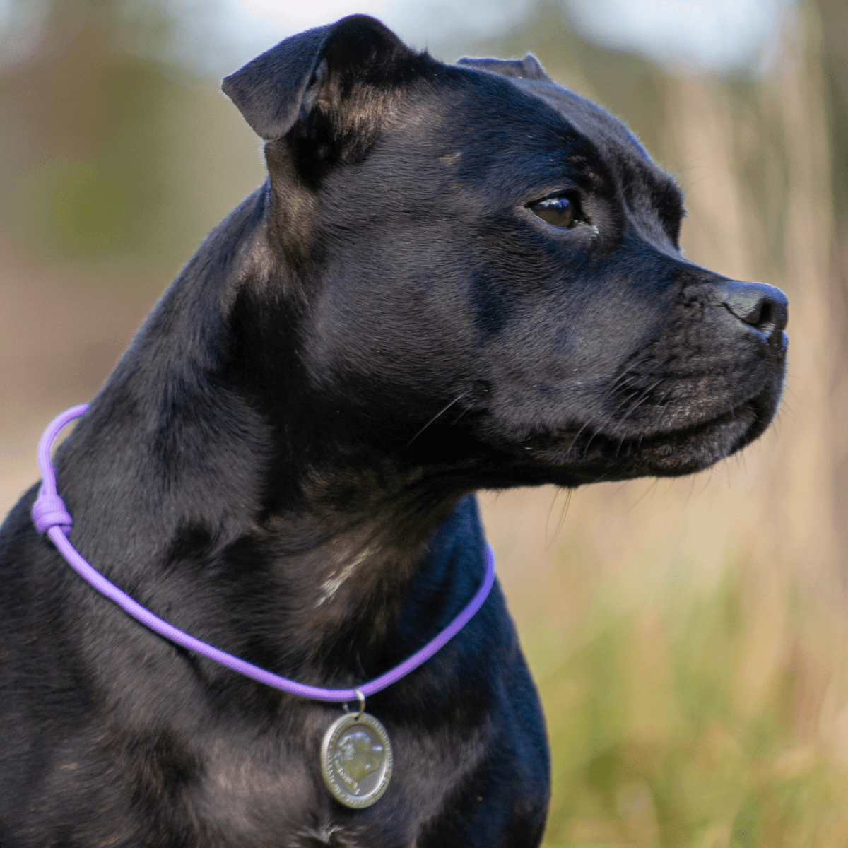 Staffordshire Bull Terrier 1935® Médaille avec Corde - Laiton ou Argent Ancien