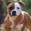 Staffordshire Bull Terrier 1935® Namnbricka med Paracord - Antik