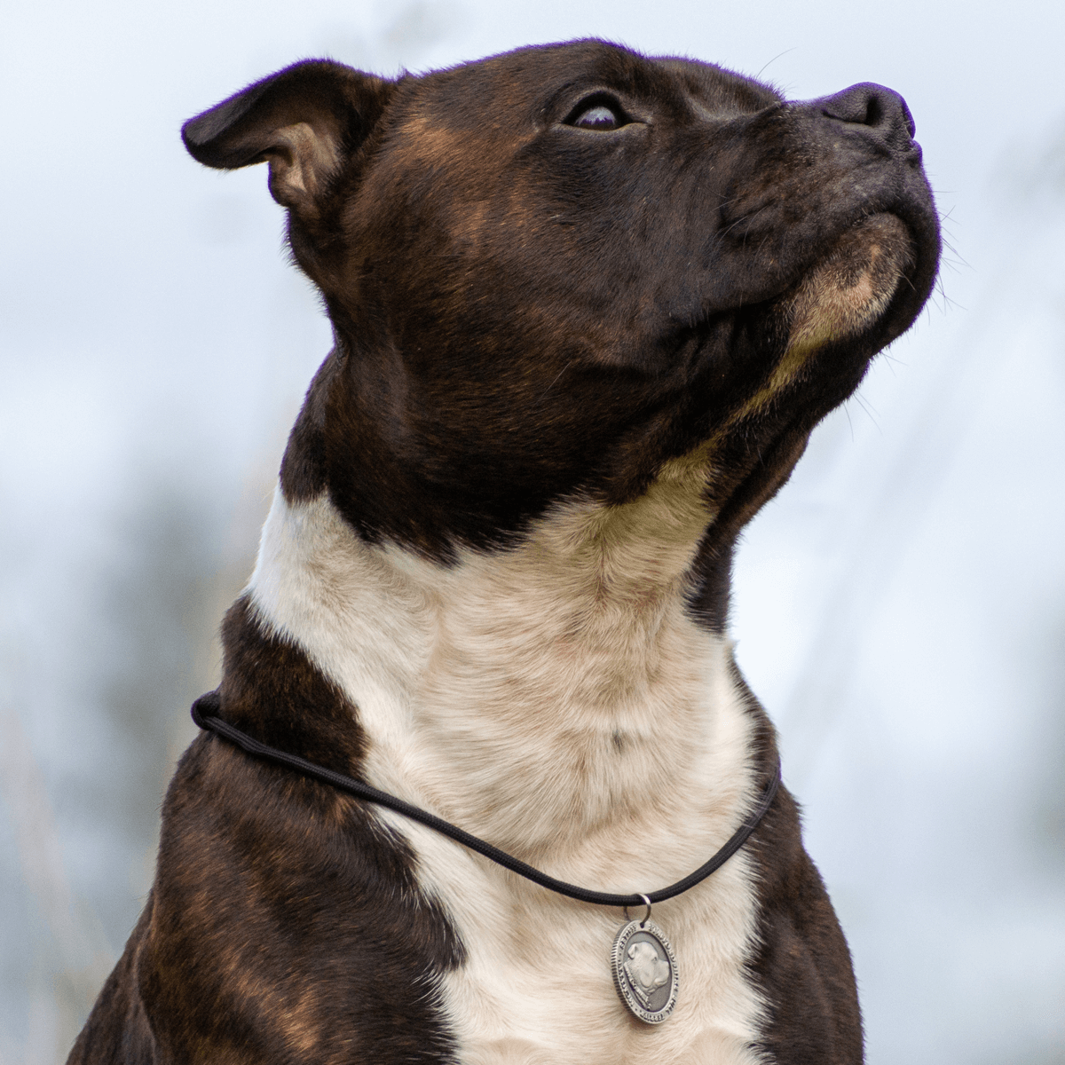 Staffordshire Bull Terrier 1935® Médaille avec Corde - Laiton ou Argent Ancien