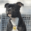 Staffy Nametag with Paracord String - Staffordshire Bull Terrier 1935®