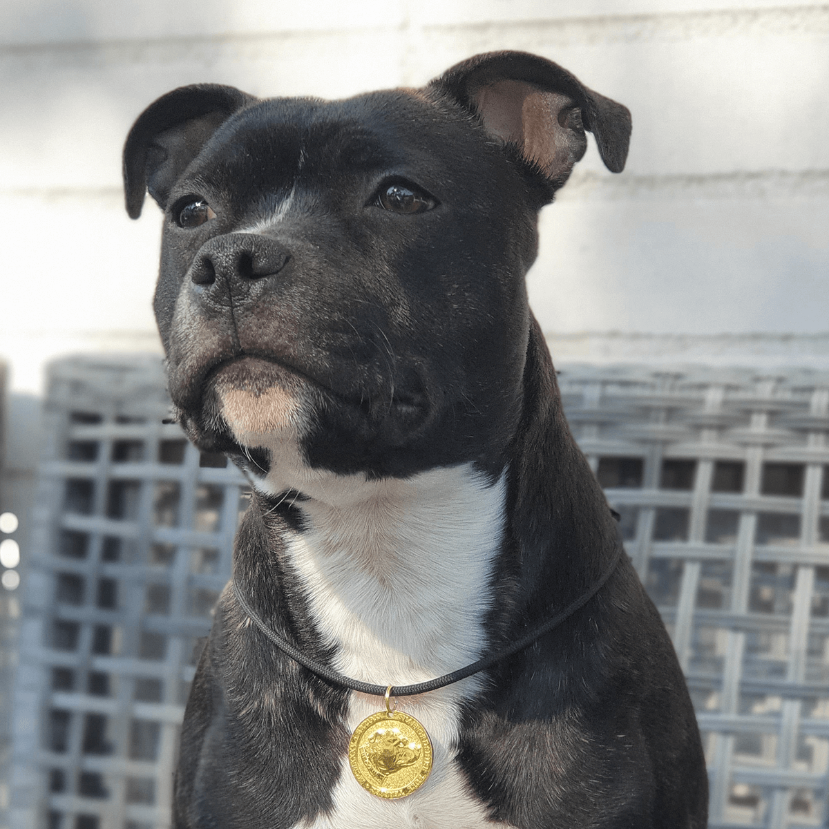 Staffy Nametag with Paracord String - Staffordshire Bull Terrier 1935®