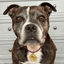 Staffy Nametag with Paracord String - Staffordshire Bull Terrier 1935®