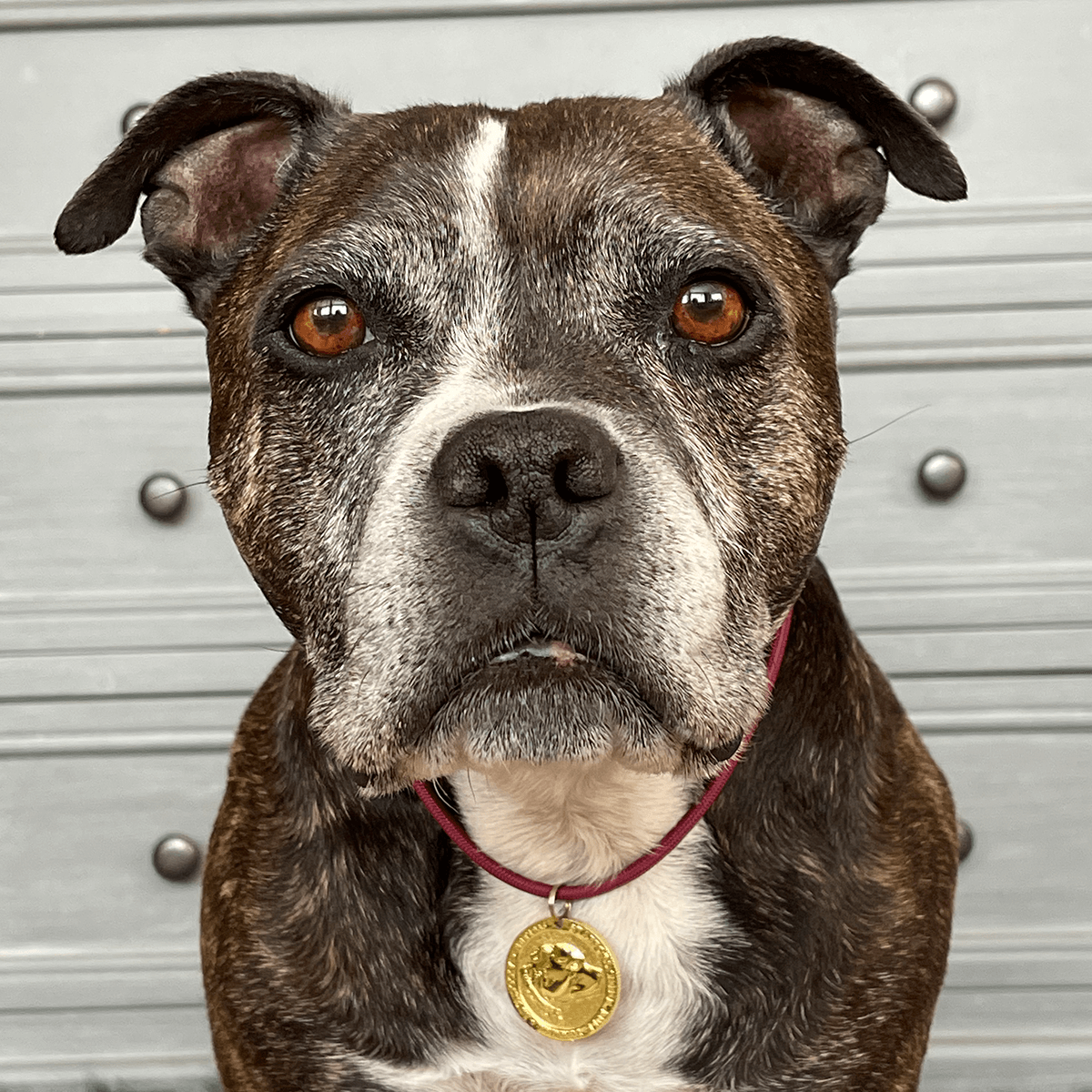 Staffy Nametag with Paracord String - Staffordshire Bull Terrier 1935®