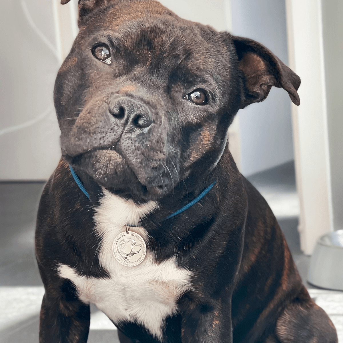 Staffy Nametag with Paracord String - Staffordshire Bull Terrier 1935®