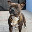 Staffy Nametag with Paracord String - Staffordshire Bull Terrier 1935®