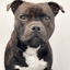 Staffy Nametag with Paracord String - Staffordshire Bull Terrier 1935®