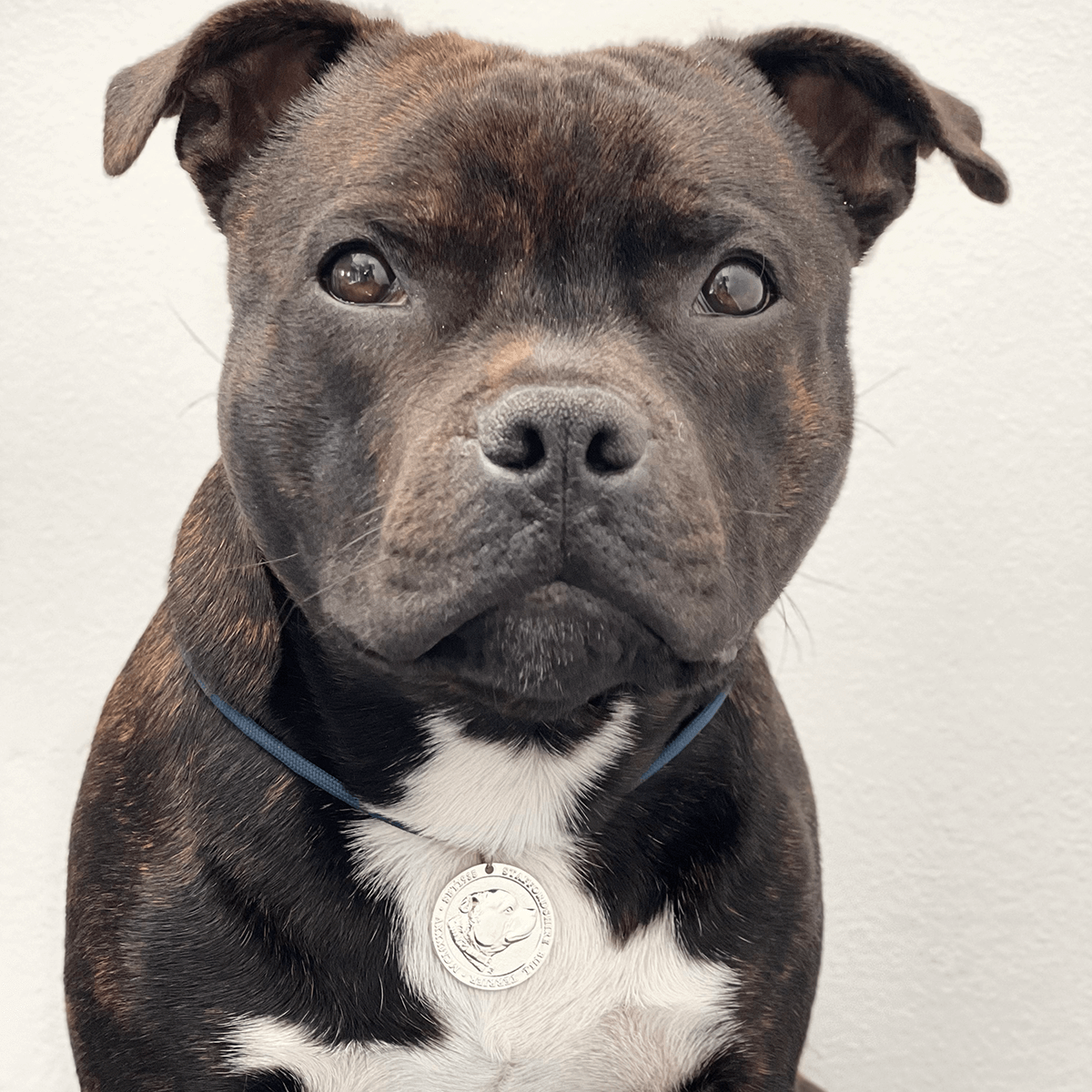 Staffy Nametag with Paracord String - Staffordshire Bull Terrier 1935®