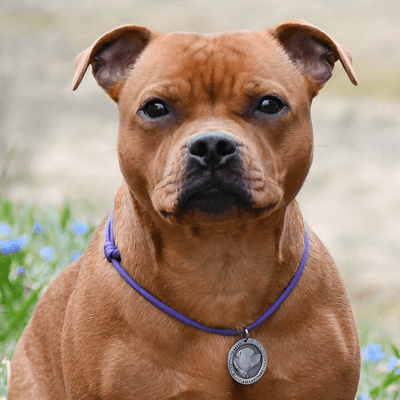 Staffy Nametag with Paracord String - Antique - Staffordshire Bull Terrier 1935®