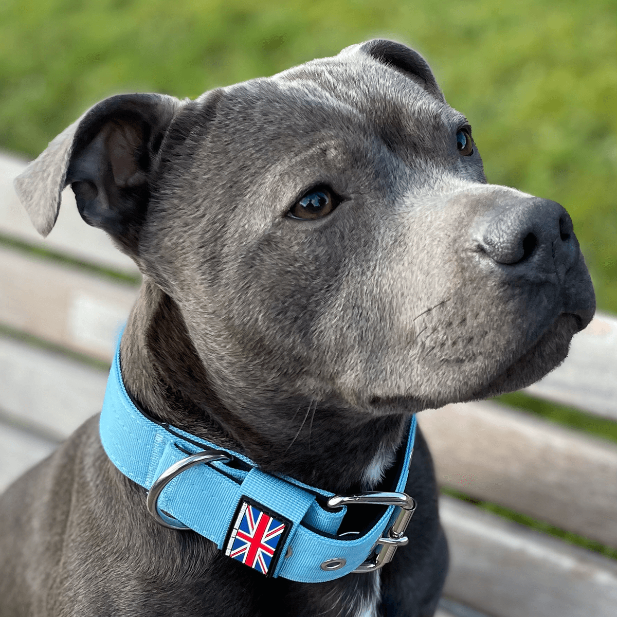 Padded Nylon Collar Staffordshire Bull Terrier® - Size Guide